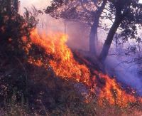 brucia il bosco comunale di rocchetta sant'antonio, fg